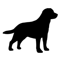 LabradorFrance's profile picture. Vous souhaitez échanger sur votre animal préféré, rencontrer d’autres inconditionnels du Labrador Retriever. Inscrivez-vous et faites-vous de nouveaux amis.