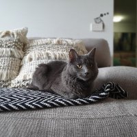 icedblade (@_icedblade) 's Twitter Profile