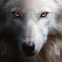Wolf Queen Nikki 🏳️‍⚧️🇺🇦(@NikkiStokely89) 's Twitter Profile Photo