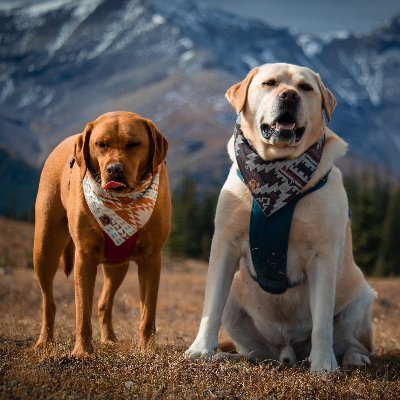 2 English labradorks who love to adventure and live to derp | Dog mom Liz (dogs can't type, duh) | Food is life | #twitterdogcommunity