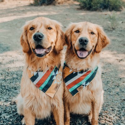 adventures with our golden retriever littermates ◡̈⁣⁣⁣⁣⁣ 🌲 raised by sisters jessie + sami 🥾 insta ⋙ https://t.co/JiHGxAoiVA