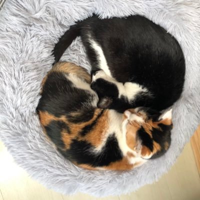 kanae39504385's profile picture. 