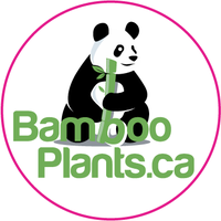 🌱TheRealBambooPlantsCA(@Bamboo_PlantsCa) 's Twitter Profile Photo