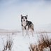 Floof_n_howl (@floof_n_howl) Twitter profile photo Floof_n_howl (@floof_n_howl) Twitter profile photo
