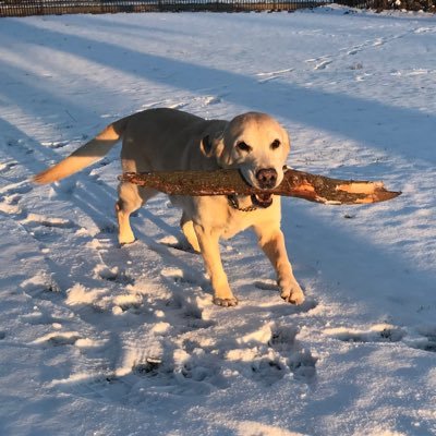 Dad of 3. DogGuides Canada Volunteer. Student. 🇺🇦🇨🇦.