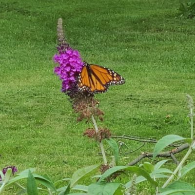 catpetboo's profile picture. lost without you boo