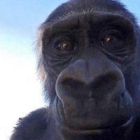 Ape with internet (@apewithinternet) 's Twitter Profile