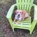 Kit Dalton the Golden (@kitthegolden) Twitter profile photo Kit Dalton the Golden (@kitthegolden) Twitter profile photo