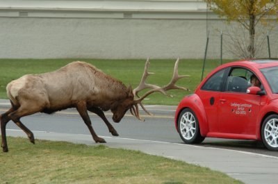 toptwolvesfan's profile picture. 