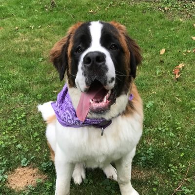 Nova the Saint Bernard