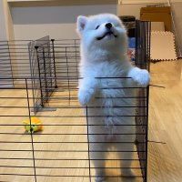 アザラシ Seadoggo🇺🇦🇯🇵(日本人) (@seadoggo15) 's Twitter Profile
