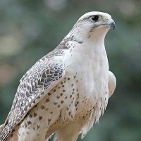 الهييييلاوي ~🇸🇦 (@_alhillawi) Twitter profile photo