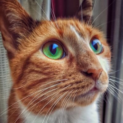 #Cat 🐈#calicocrew 🐾#CatsOfTwitter 😽 #Caturday 😺 #Katze 😻 #猫 😼