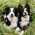 Skye & Lucario (@wildlyexplorers) Twitter profile photo Skye & Lucario (@wildlyexplorers) Twitter profile photo