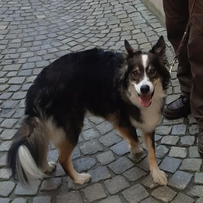 Trigondog's profile picture. Naturjunkie, Couchpotatoe, Feinschmecker, Gemüseverächter