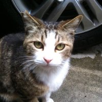 右折 (@use2_2022) 's Twitter Profile