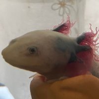 アホロートル フォロバ100 (@_14870pipi__) 's Twitter Profile