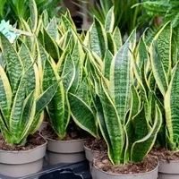 gerald256ug's profile picture. Let's fight for our freedom 💪