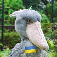 イズみん💙💛🌻 (@iz2012) 's Twitter Profile Photo