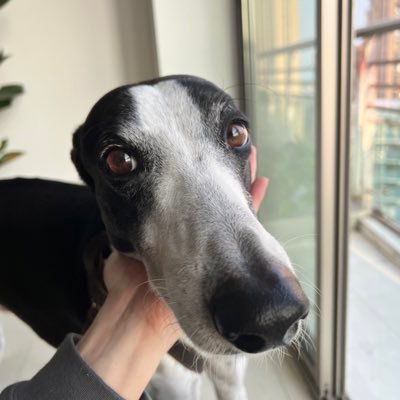 kylevanho's profile picture. @Bytedance
