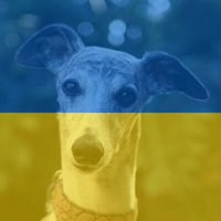 Whippets 🏴 🇪🇺 #FBSI (@arghwhippets) 's Twitter Profile