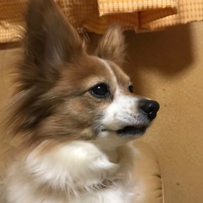 犬 パピヨン女の子名前はパピ🐶 2005.10.31〜2021.11.27🌈16歳1ヶ月ゆる〜く想いで綴ります🐶