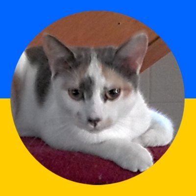 Born in Tasmania, travelled around and finally settled in Queensland. Devoted to Loula Kitten, my inspiration for the Furkids column. https://t.co/rHCtAl0I2t