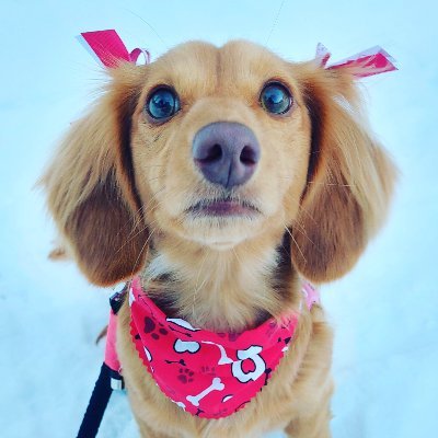 Bindi - the long haired miniature dachshund.

Find us on Instagram @bindi.ontherock