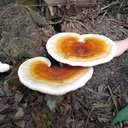 Laura Whigham-Trouvé - @LauraTrouve - Twitter