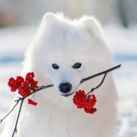 Hello (@helloyahello) Twitter profile photo