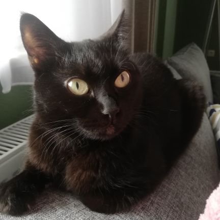 KriptoKatip's profile picture. 