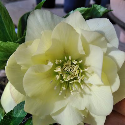 Xr3CSgsAznCPttj's profile picture. 2014年多発性骨髄腫の告知を受け2度の自家造血幹細胞移植
2019年右眼黄斑円孔の手術
2020年DVd開始(2022年9月現在30クール)
2022年6月右眼加齢黄斑変性
旅行、花、神社仏閣巡り、温泉、御朱印等何にでも興味有ります

#多発性骨髄腫
#ガーデニング
#加齢黄斑変性