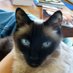 Blue 🐾🎶🐾🎶🐾🎶💙 (@bluecat_hikes) Twitter profile photo Blue 🐾🎶🐾🎶🐾🎶💙 (@bluecat_hikes) Twitter profile photo