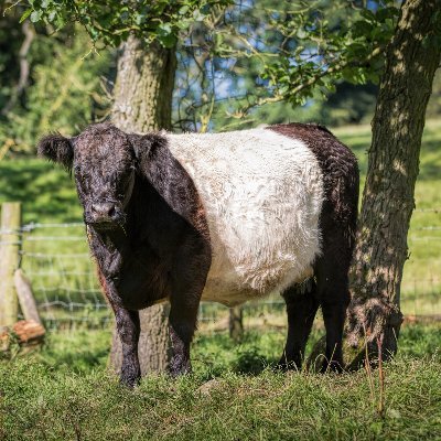 Self catering cottage on a working farm, in stunning countryside, on the edge of Yorkshire Dales. Sheep, Belted Galloways, dogs and one mad woman. 😀