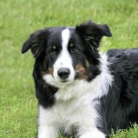 Charley Bear (@bear_debonair1) 's Twitter Profile