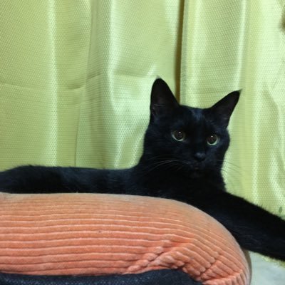 黒猫ジジ、キジトラすもも・白黒竹千代の飼い主 ジジ16歳/鼻中腺癌で2022/8/4 竹千代15歳/脳腫瘍で2024/11/28🌈#肉球新党 #原発再稼働反対 #殺処分反対 #JCPサポーター #新日本婦人の会 #改憲反対 #辺野古新基地反対 #米軍基地不要 #現行の保険証廃止反対 #生体販売反対