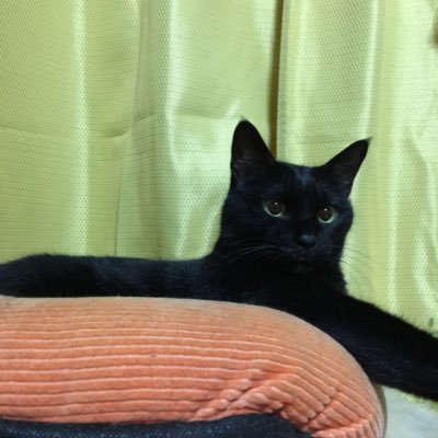 黒猫ジジ 肉球 Nowar Jijisumomopon Twitter