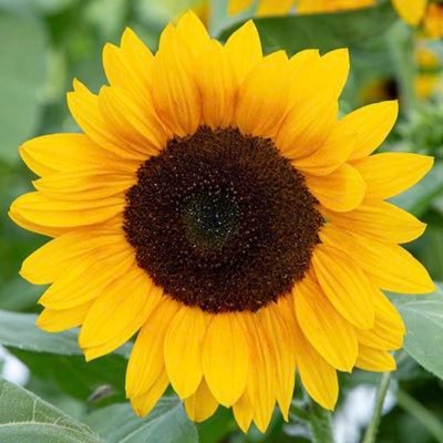 ElizabethNYC7's profile picture. Mother, lawyer, mediator working to save democracy and the planet. #MarkersForDemocracy #PostcardsToVoters #StatesMatter