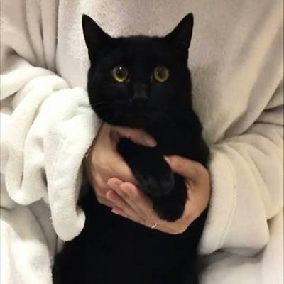 私は全ての動物が好きです。
人と動物の共存生活を望んでいます。
イギリスのヘビメタバンド、プレイング・マンティスのファンです❤
日舞 藤間流名取🪭
異性(男性)の方とのDMは差し控えさせていただきます。
