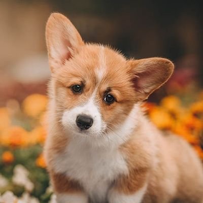 corgiofficial_'s profile picture. When #corgi is in your life There is always a reason to smile