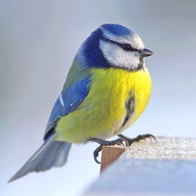 olivier70166887's profile picture. 