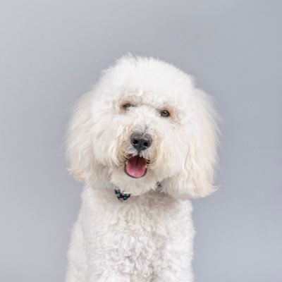 Hi! I’m Westley the Dread Pirate, a silly, fun Mini Sheepadoodle. 🐑🐩 Love nonsense and a good adventure. IG: westley.thedreadsheepadoodle