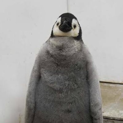 hirabeehirabee's profile picture. 素心深考