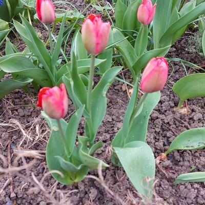 KB11936981's profile picture. 