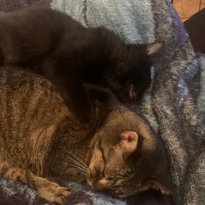 colingarcher's profile picture. Drinker of coffee, lover of puns and servant to feline overlord Kona.  Formerly owned by the deeply missed Mocha.