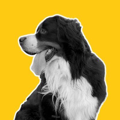 Creating smiles, one human at a time.💕 #PawsitiveVibes Virtual Therapy Dog kevintheberner@gmail.com