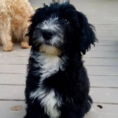 LeeBeeTD's profile picture. Opinions and spelling mistakes are all mine!