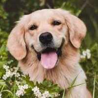 luca (@theteenygolden) 's Twitter Profile Photo luca (@theteenygolden) 's Twitter Profile Photo