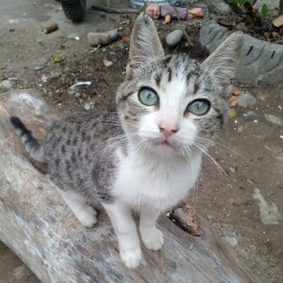 JairoHern2's profile picture. 