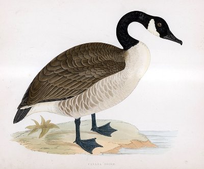 Eh_Canada_Goose Profile Picture